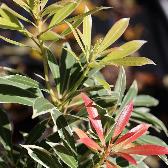 narrow evergreen leaves with striking pink flaming flowers on the flaming silver pieris