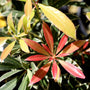 pieris fall foliage