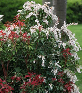 Pieris Forest Flame