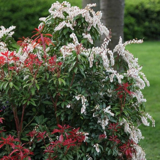 Pieris Forest Flame shrub