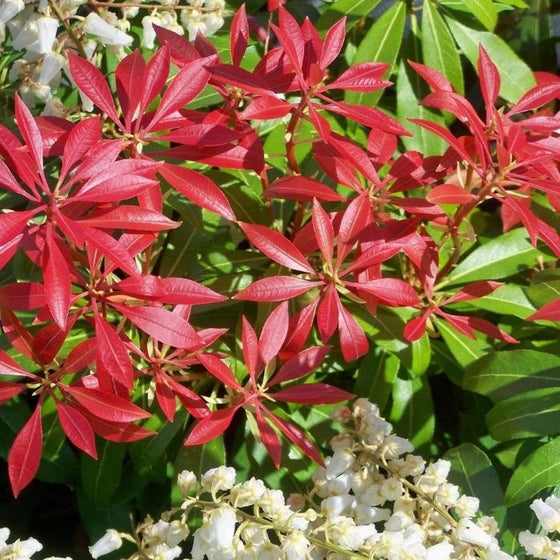 Close up of Pieris Forest Flame shrub