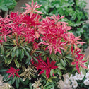 Pieris Forest Flame
