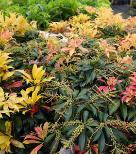 Pieris Glowing Hearts