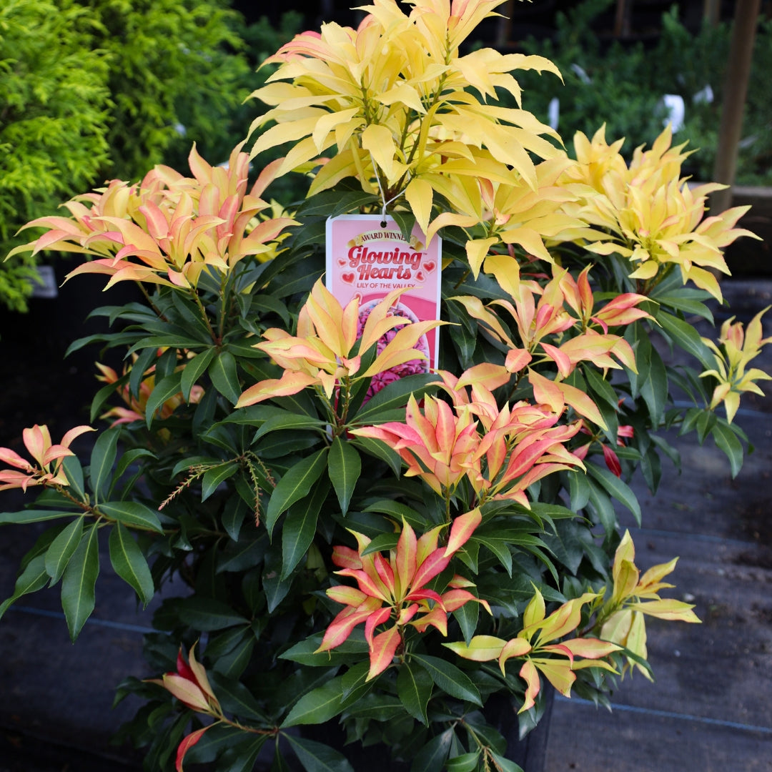 Pieris Glowing Hearts Shrubs for Sale Garden Goods Direct