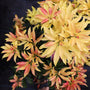 vibrant glowing yellow foliage on brand new pieris shrub