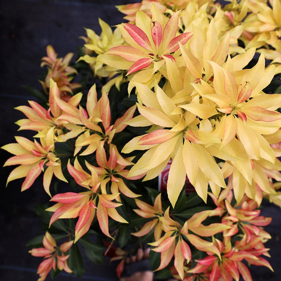 vibrant glowing yellow foliage on brand new pieris shrub