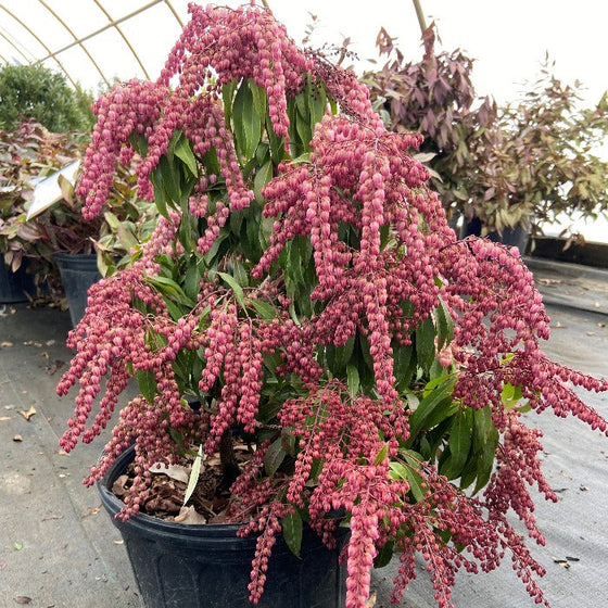 pieris katsura has very showy pink flowers with a bit of red