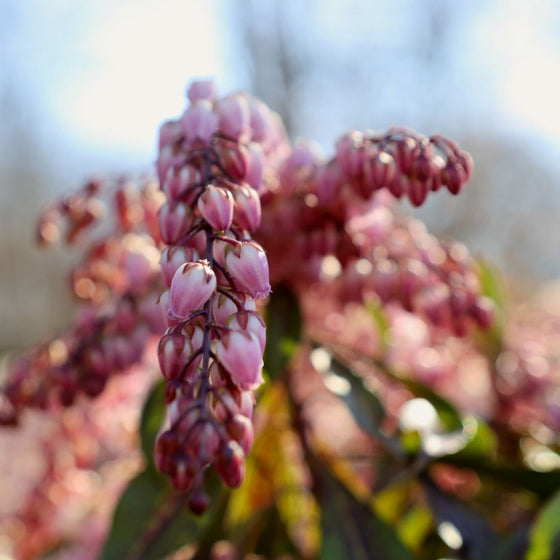 Pieris Katsura Closeup
