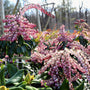 pieris katsura blooming shrub