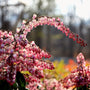 pieris katsura march blooming shrub