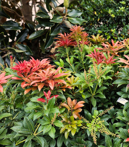 Pieris japonica ‘Mountain Fire’