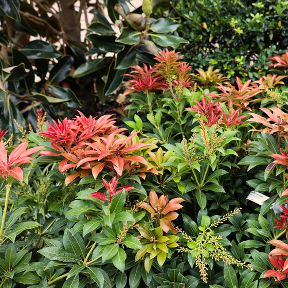 vibrant fall color foliage on pieris mountain fire shrub