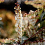 white spring flower clusters of the pieris mountain fire shrub