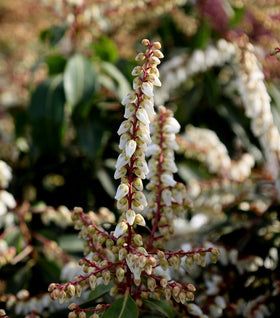 Pieris Mountain Fire