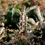 white spring flower clusters of the pieris mountain fire shrub