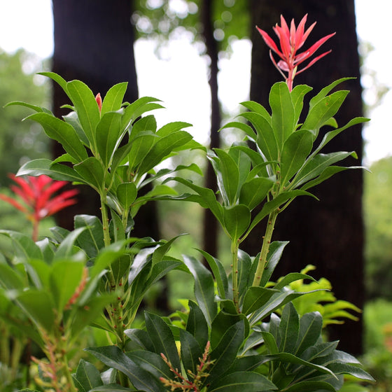 Pieris Mountain Fire