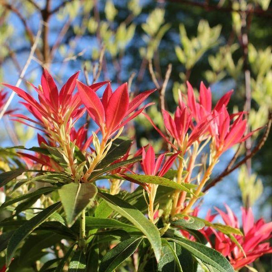 Pieris Valley Fire Shrub red flowers with green foliage in front of blurred background