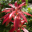 Pieris Valley Fire Shrub red slower close up