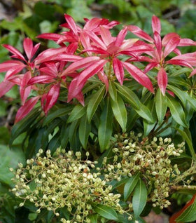 Pieris Valley Fire