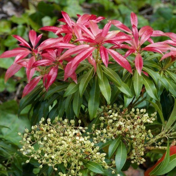 Pieris Valley Fire Shrubs red flowers and white small flower clusters with green foliage