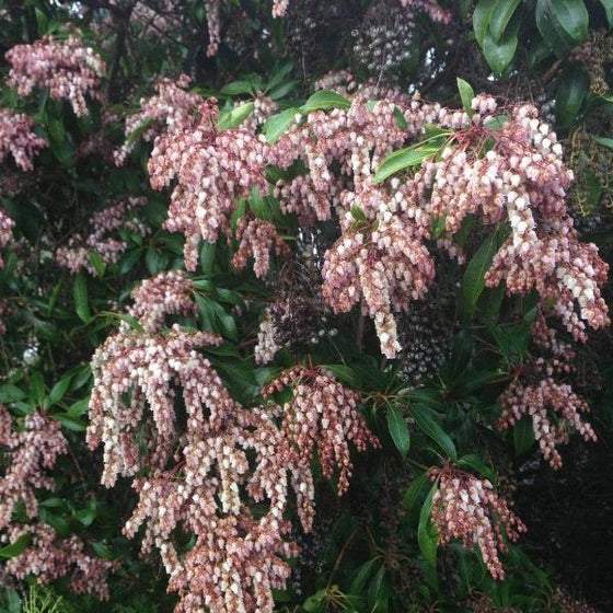 Pieris Valley Rose Shrub has red and white blooms