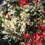 bright white blooms and green and red foliage on pieris cavatine in early spring
