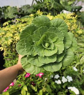 Pigeon Pink Flowering Kale