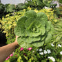 Pigeon Pink Ornamental Kale