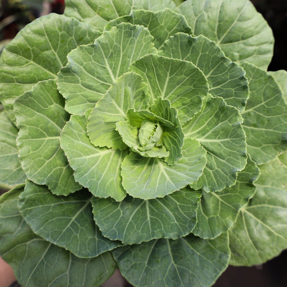 Pigeon Pink Ornamental Kale