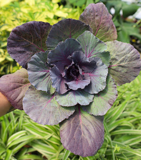 Pigeon Red Flowering Kale