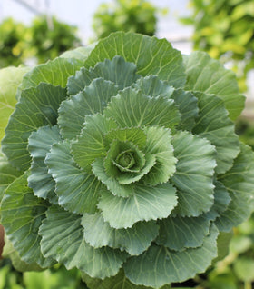 Pigeon White Flowering Kale
