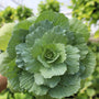 pigeon white ornamental kale