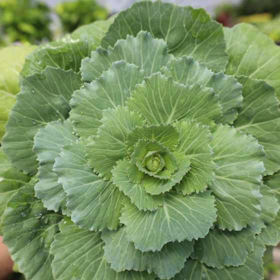 close up of white ornamental kale