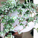 red stems of the pilea glauca stand out against the white pot it is trailing from.