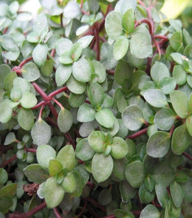 Pilea Glauca 'Red Stem Tears' Plants