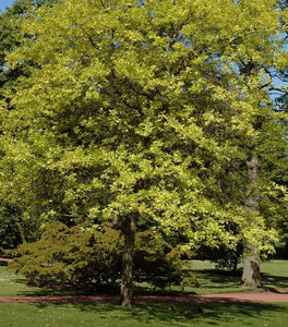 Pin Oak