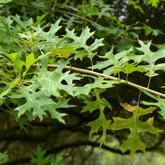 Buy Pin Oak Trees Online - Quercus Palustris 