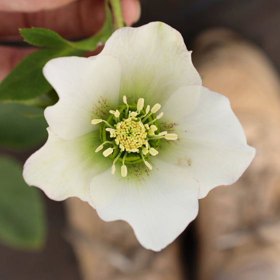 sweet pure white bloom on helleborus pine knot select