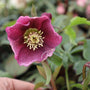 deep red speckled flower on helleborus pine knot select plant
