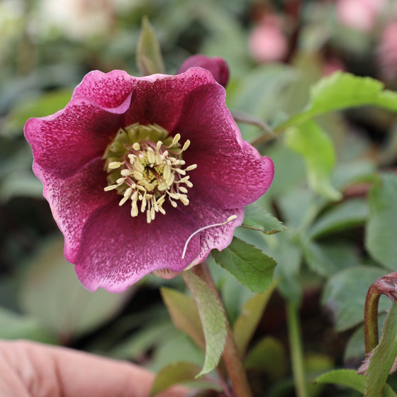 deep red speckled flower on helleborus pine knot select plant