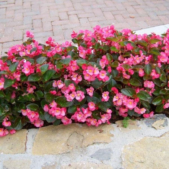 'Big Rose' Green Leaf Begonia dark green foliage with small rose colored flower