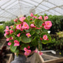 stunning pink summer annual begonia plant