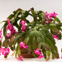 large pink christmas cactus in bloom