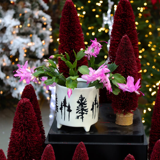blooming pink christmas cactus in white Christmas tree pot in Christmas display