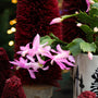 sweet pink blooms on holiday cactus for christmas decor