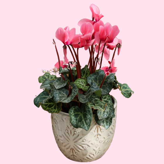 Pink Cyclamen