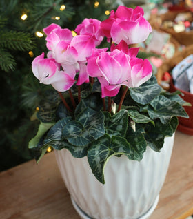 Pink Cyclamen
