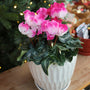 6 inch plant pink and white blooming cyclamen in white pot in front of lit christmas tree