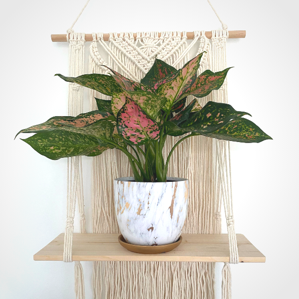 Pink Aglaonema Plants for Sale