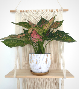 Pink Dalmatian Aglaonema